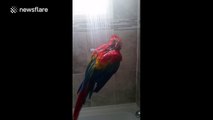 Footage of a parrot taking a shower