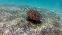 Snorkeling in Akumal lagoon with turtle, coral,Smooth Trunkfish