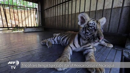 Rare Bengal tiger cubs born in Nicaragua to outlawed circus