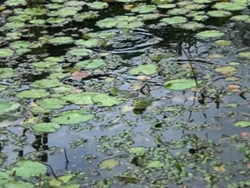 Mare aux grenouilles cantatrices