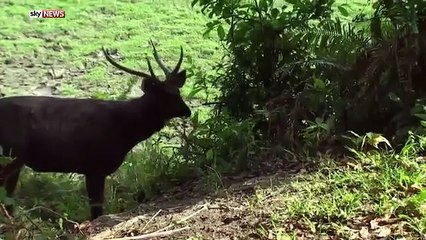 Prince William, Kate Middleton Enjoy Safari At Kaziranga National Park