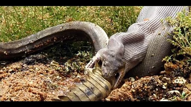 Choáng với 10 loài mãng xà khổng lồ nhất thế giới