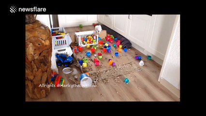 Cockatoo makes an absolute mess in owner's kitchen