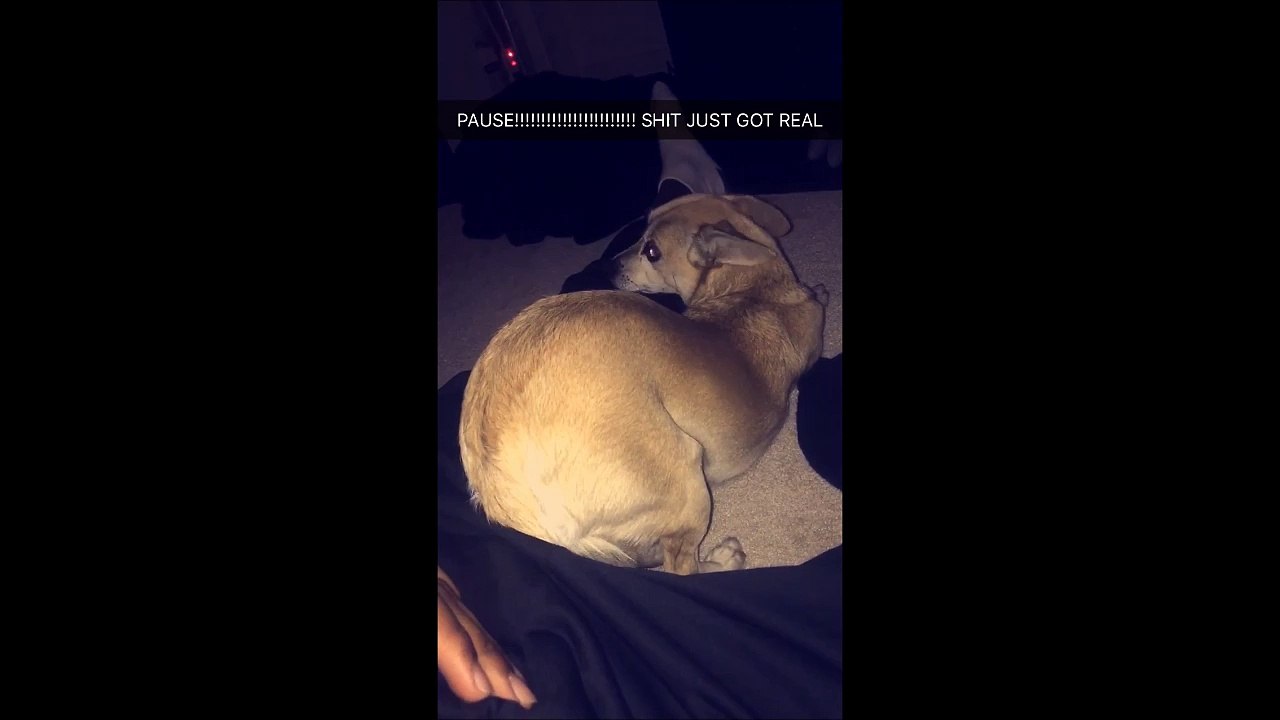 Quand ton chien pervers te montre son arrière train