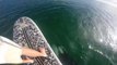 Un gars fait du paddleboard au dessus d'un orque qui veut jouer