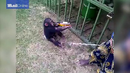 chú khỉ ăn vạ để được uống bia