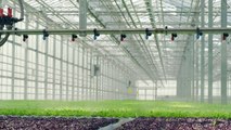 Young plants growing in very large plant in commercial greenhouse