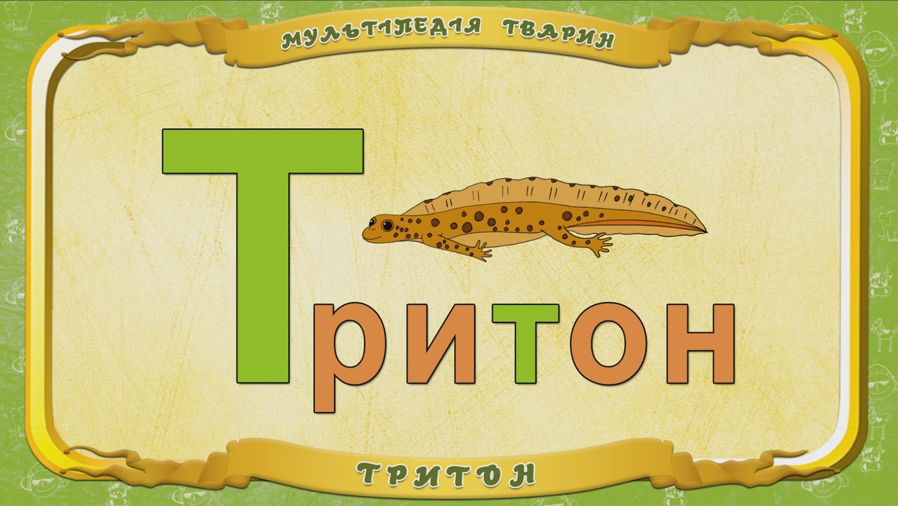 Мультіпедія тварин. Літера Т - Тритон