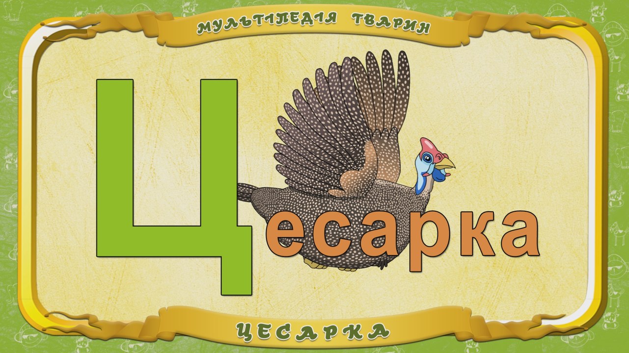 Мультіпедія тварин. Літера Ц - Цесарка