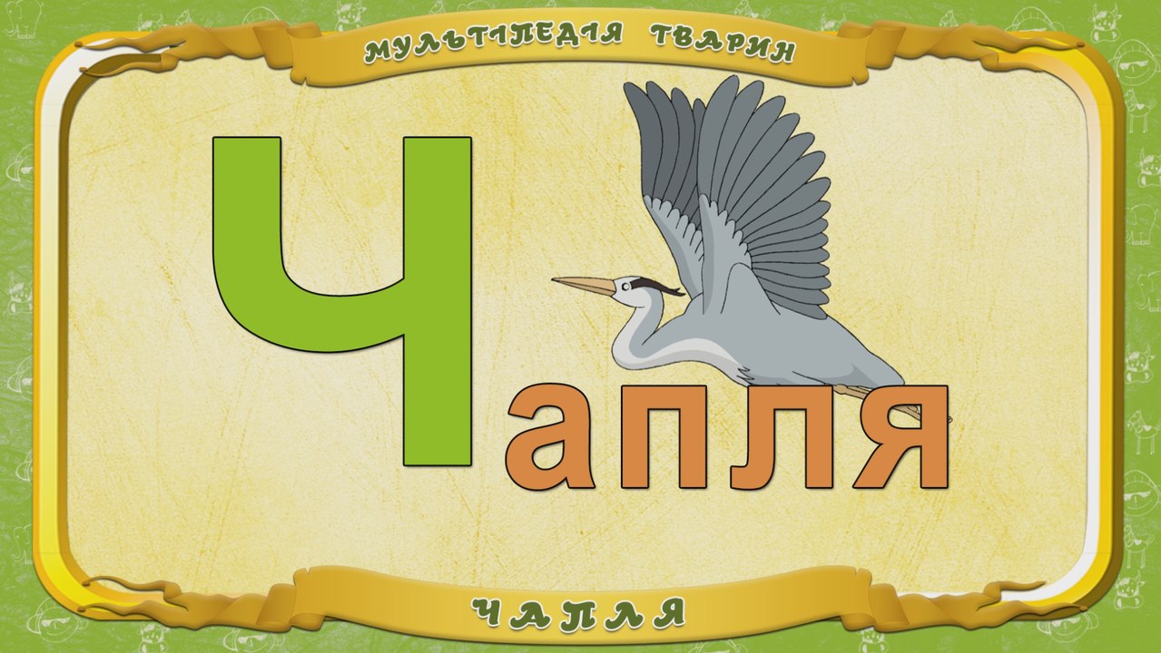 Мультіпедія тварин. Літера Ч - Чапля