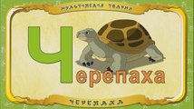 Мультіпедія тварин. Літера Ч - Черепаха