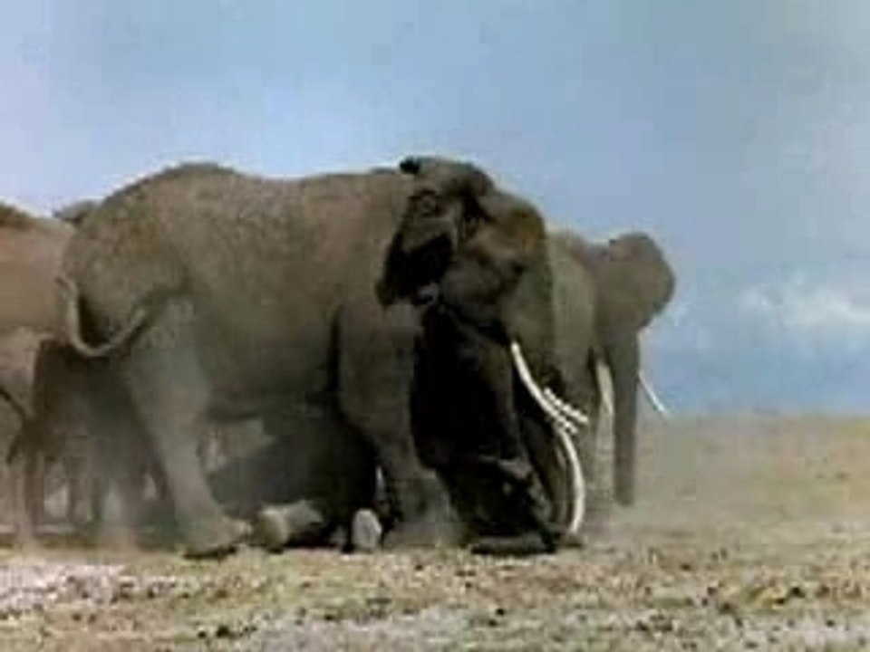 Save the Elephants - Sentience