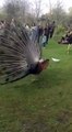 Peacock vs Pigeons