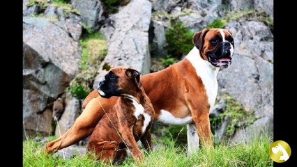 Боксер – грозная внешность при милом характере