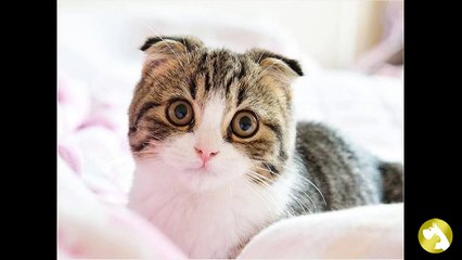 Шотландский вислоухий кот – милый домосед