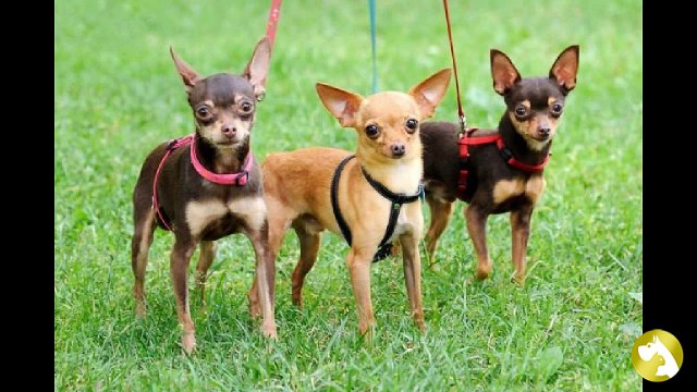 Русский той-терьер – особенности разведения породы