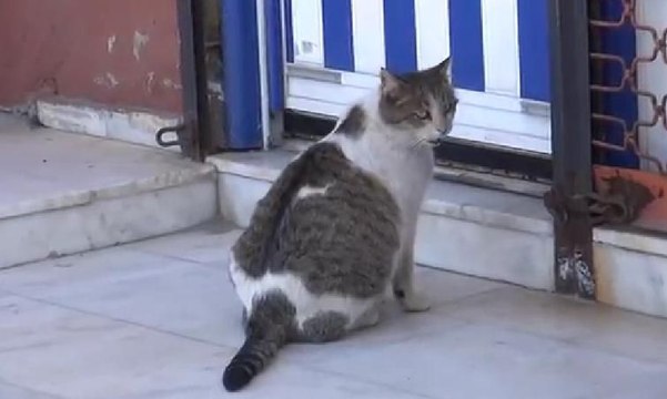 Doğum sancısı tutan kedi aile sağlığı merkezinin kapısına gitti