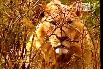 National Geographic Documentary Animals Ostrich SD Discovery Channel