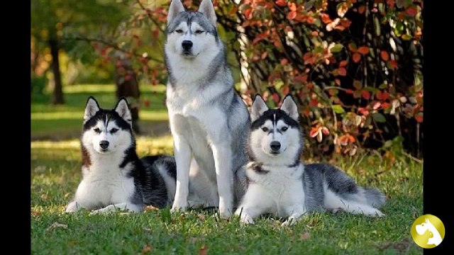 Хаски: свободолюбивые и независимые друзья