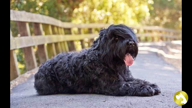 Русский черный терьер: самые решительные и обаятельные создания
