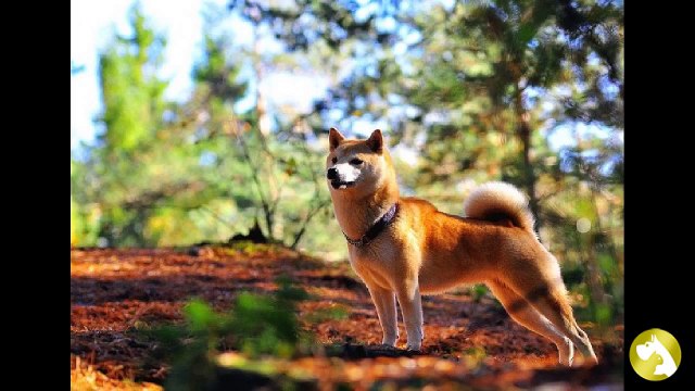 Сиба-ину: бесстрашный защитник для всей семьи