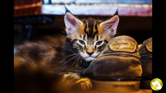 Котята мейн-кун: правила ухода