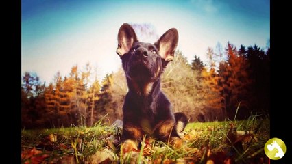 Щенки немецкой овчарки: как выбрать верного друга?