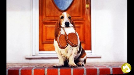 Бассет-хаунд:  удачливый охотник