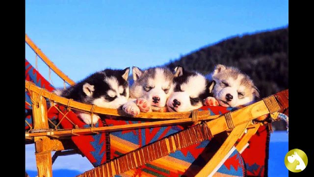 Щенки хаски: правила отбора и ухода