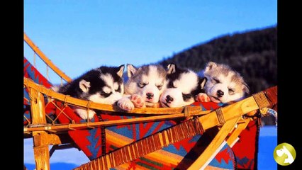 Щенки хаски:  правила отбора и ухода