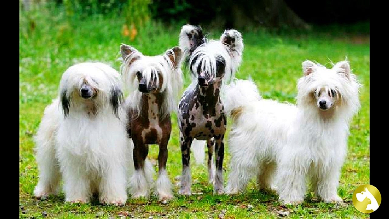 Породы, которые легко содержать в квартире