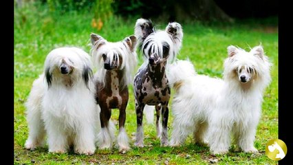 Породы, которые легко содержать в квартире