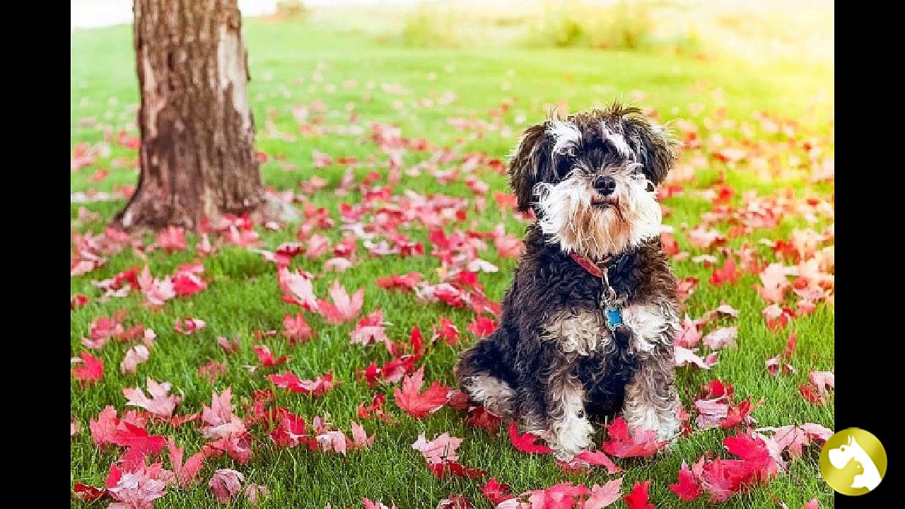Выбираем друга по душе