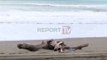 Report TV - Plazhi i Velipojës “pushtohet” nga mbeturinat, rrezikohet sezoni turistik
