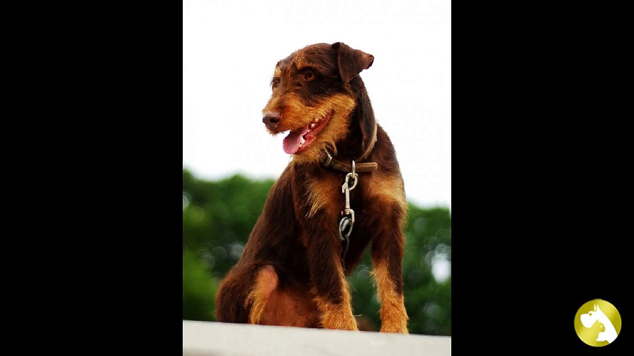 Ягдтерьер:  лучшая норная собака