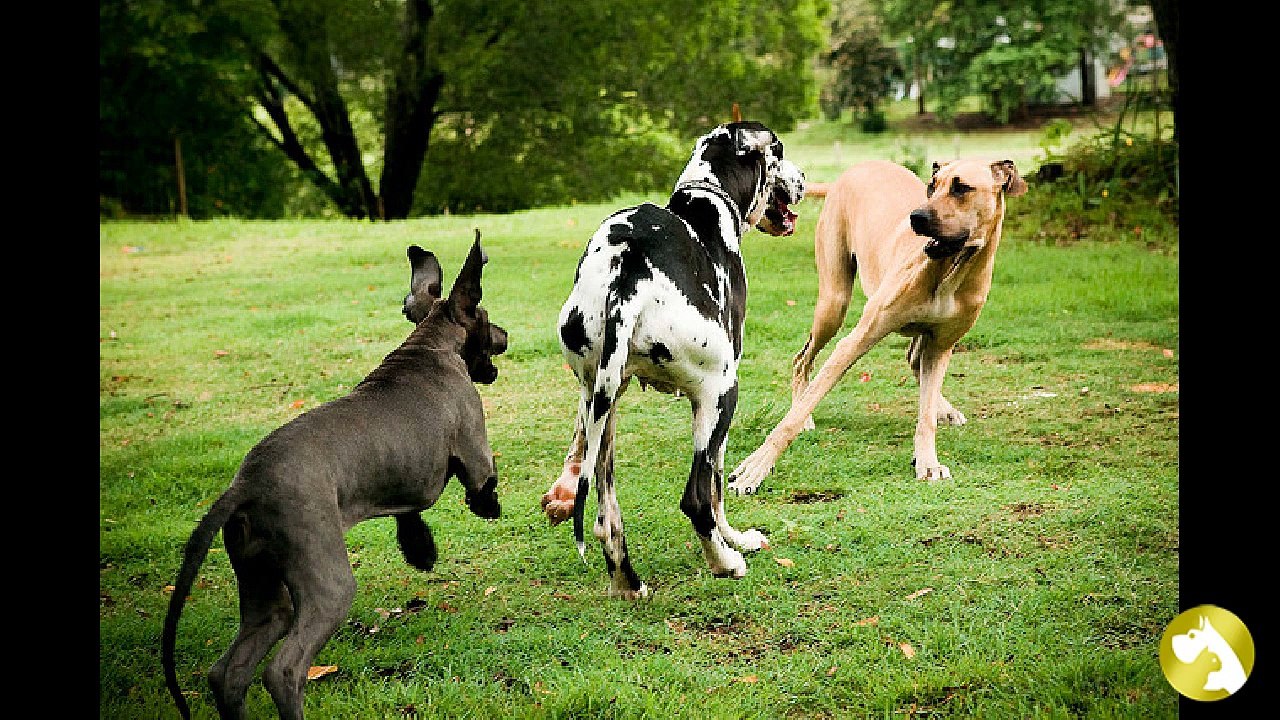Немецкий дог: благородная сила и нежная преданность