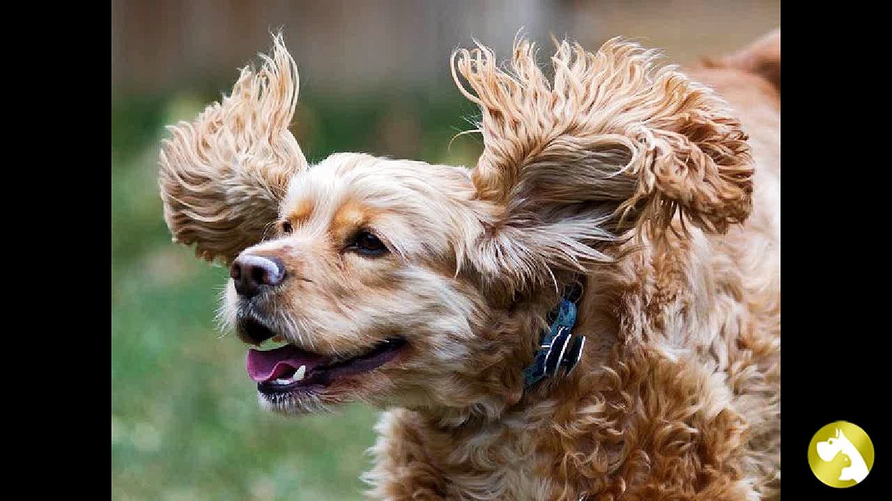 Американский кокер-спаниель:  ловкий охотник и преданный друг