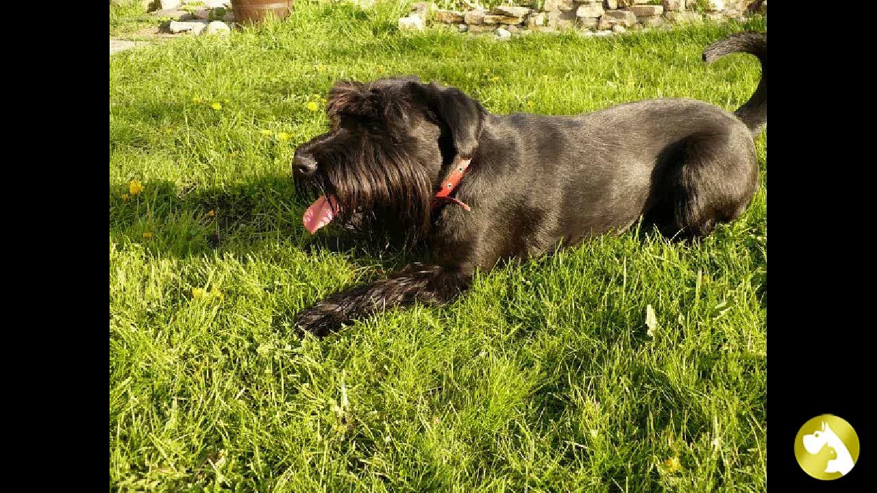 Миттельшнауцер:  озорник и непоседа