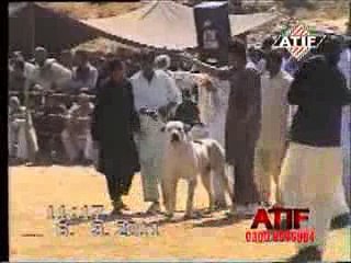 Bully Kutta Videos