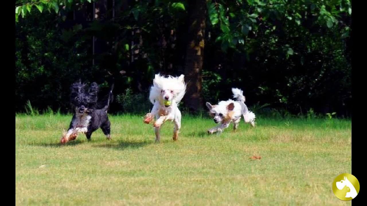 Китайская хохлатая пуховая:  ум и красота