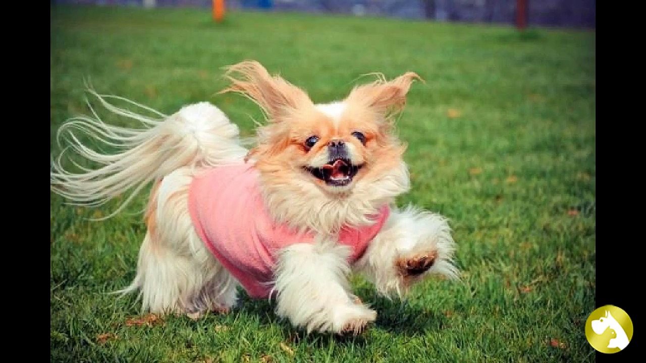 Пекинес:  горделивый друг для любящих хозяев