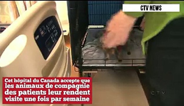 -L'ospedale permette ai pazienti di ricevere visite da loro animali domestici.