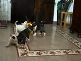 Video 1496 del 14.08.2011 - Bull Terrier Inglese - Cuccioli Falco e Cicitta di casa Sineri