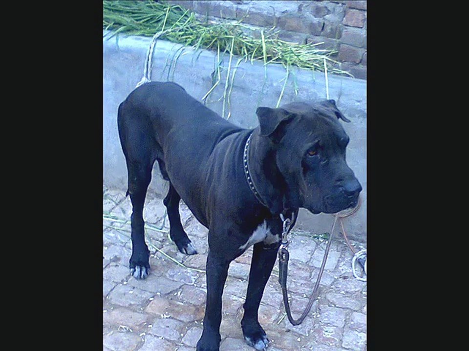 shero pure bully kutta