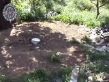 Maltrato animal en una finca del Camí Vell de Sant Mateu, en Eivissa