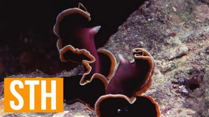 Shocking New Flatworm Sex Discovery Is Super Intense And Graphic
