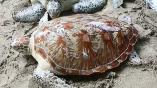 La policía indonesia pone en libertad una treintena de tortugas marinas