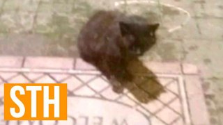 Psycho Killer Feral Cat Terrorizes And Attacks Suburban New York Town