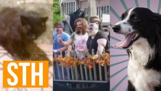 Feral Cat Terrorizes Town, Zombie Parade Upsets Mom, Talking Dog PSA!