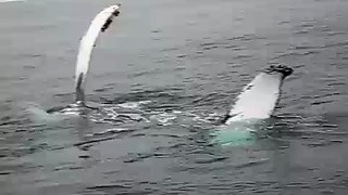 Humpback Whales - Farallones, San Francisco, CA -2-